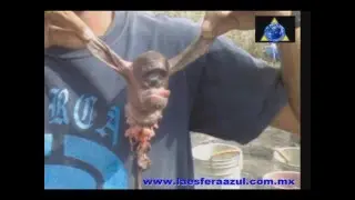 crazy creature killed in Mexico