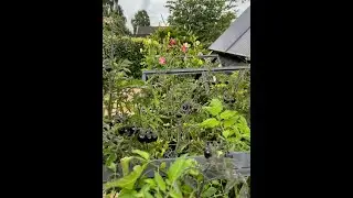 Tomat og dahlia   SD 480p