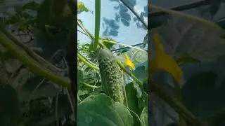 #Огіркові гирлянди в тепличкі