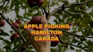 Apple picking Ontario 2020