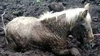 Лошадь бы погибла, если бы не спасение.
