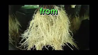 Need Sub one sec #hpa burst? Roots love THIS