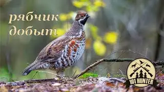 Рябчик добыт!