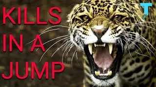 Interesting Facts About Animals