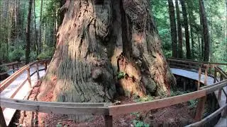 КАК Я ЕЗДИЛ В БОЛЬШОЙ ЛЕС. REDWOOD CALIFORNIA.