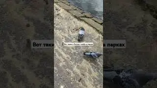 Как вам такие городские голуби? Англия