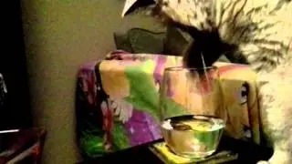 Cat drinking from glass?