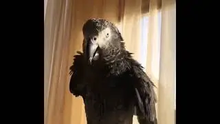 Свободу попугаю Тимоше !