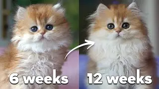 How CUTE 😍 Garfiellia the British Longhair kitten grows up 🦁