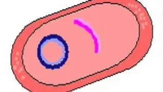 T14.04 Transformacion Bacteriana