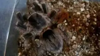 Tarantula Feeding Video 12