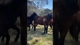 Wild brumbies in the Australian High Country