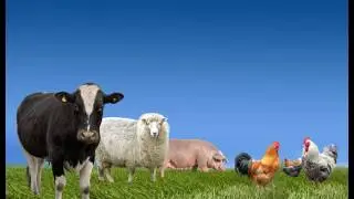 “From Experiment to Nightmare: The Dog-Pig Hybrid Mystery”
