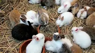 Unbelievable surprises about the strange behavior of rabbits