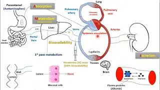 Part 3 - Introduction into pharmacokinetics | Pharmacology | Pharmacology crash course