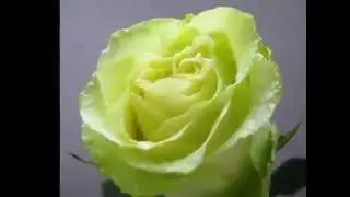 самые красивые розы для моих друзей