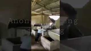 jumping pig 