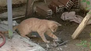 Οι γάτες μου,έπιασαν για θήραμα μία δεκαοχτούρα - α΄μέρος