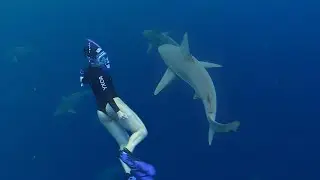 Diving WITH Sharks in Oahu (No Cage, Here’s What Happened!) | One Ocean Diving