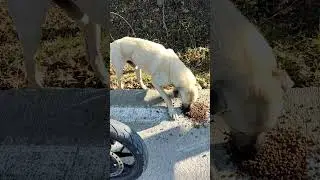 Köye giderken yolda gördüğüm köpeğe kedi maması verdim :) Dağ yolundaki köpeği besledim NK 250 2024