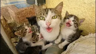 A sweet and welcoming meow from a mother cat and her beautiful kittens near the street.