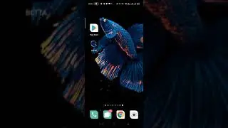 How to use Betta fish live wallpaper