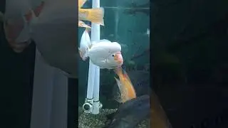 МИЯГИ ПЕЛ ПРО НИХ