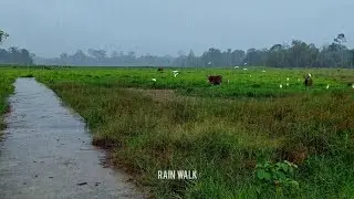 Relaxing Morning Rain Walk - Green Meadows and Rivers Ambience