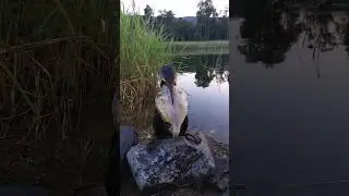 Что-то пошло не по плану)