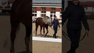 Белорусская упряжная порода 