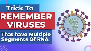 Viruses That Have Multiple Segmented RNA: What You Need To Know
