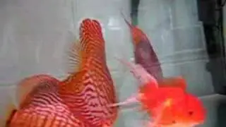 Discus feeding