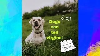 Dogs Can Tell Virgins