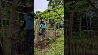 Pangalawang pruning | guide and tips sa pagtatanim ng Ampalaya.