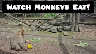 MONKEY  EATING  SHOWDOWN LIVE! #monkey #monkeys #monkeyvideo #zoo #aachen #germany #animals #animal
