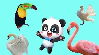 Панда Кики.Изучаем птиц для детей.Babybus