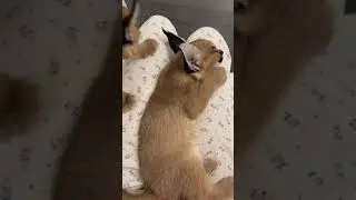 милейшие создания маленькие каракальчики