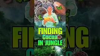 Cocoa pods finding chalenge #viral #challenge #adventure #shorts #funny