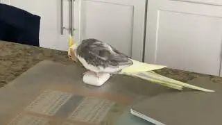 This Airpod is mine - Cockatiel