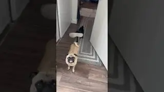 Pug Kick