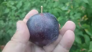 New! Plum Laroda (США). Слива диплоїдна Ларода. Плодоношення двохрічних садженців 2024 рік