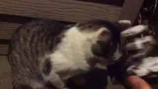 The worst cat documentary ever