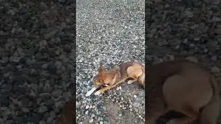 Сочинская собака утром у моря