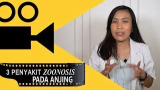 3 PENYAKIT PADA ANJING YANG BISA MENULAR KE MANUSIA