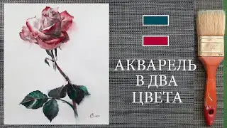 Уроки рисования. Акварель. Особенность этого видеоурока в том, что  розу изображаю двумя цветами.
