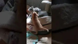 Liebe Grüße aus dem Kittenzimmer