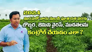 #chilli మిరప లో నారు కుళ్లుడు #కొమ్మ కుల్లుడు #dieback మచ్చతెగులు #జెమినీ వైరస్ #mirchi #agriculture