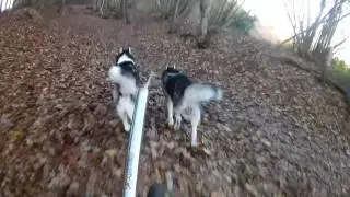 Jayson & Socks 27-11-2016 Woldberg
