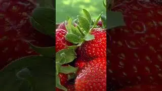 Strawberry 🍓🍓🍓