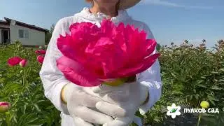 Cytherea peony. Pulkovo Garden